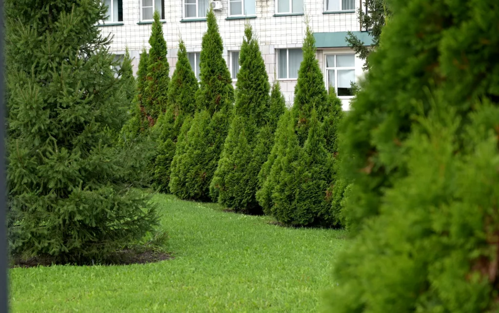 Luna Landscaping offers services of Landscaping Design, Stone Installation, Spring Clean Up, Deck Repairs, Grass Plantation, Grass Cutting, Grass Fertilization, Lawn Removal, Seeding Planting, Weed Control, Bed Mulching, Leaf Removal, Pruning Plants, Shrub Trimming, Edging, Spring Clean Up, Leaf Removal, Weed Control in Wilmington, DE - Landscaping Design White Cedar Tree Thuja in a small garden. Two Arborvitae Emerald as an accent in the garden design.